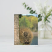 Carte Postale Porcupine (Debout devant)