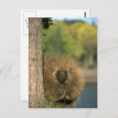 Carte Postale Porcupine (Devant / Derrière)