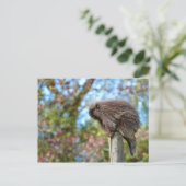 Carte Postale Porcupine d'Amérique du Nord (Debout devant)