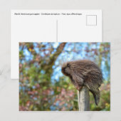 Carte Postale Porcupine d'Amérique du Nord (Devant / Derrière)