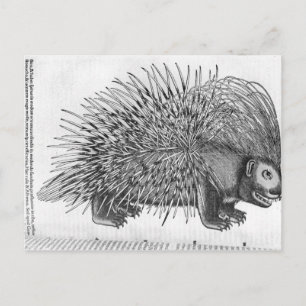 Carte Postale Porcupine, de "Historia Animalium"