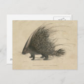 Carte Postale Porcupine de race indienne (Devant / Derrière)