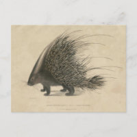 Porcupine de race indienne