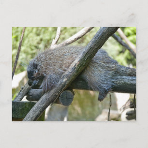 Carte Postale Porcupine du Nouveau Monde