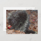Carte Postale Porcupine et pomme (Devant / Derrière)