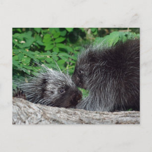 Carte Postale Porcupine - maman et bébé
