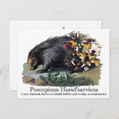 Carte Postale Porcupinus Hoerd'oervicus (Devant / Derrière)