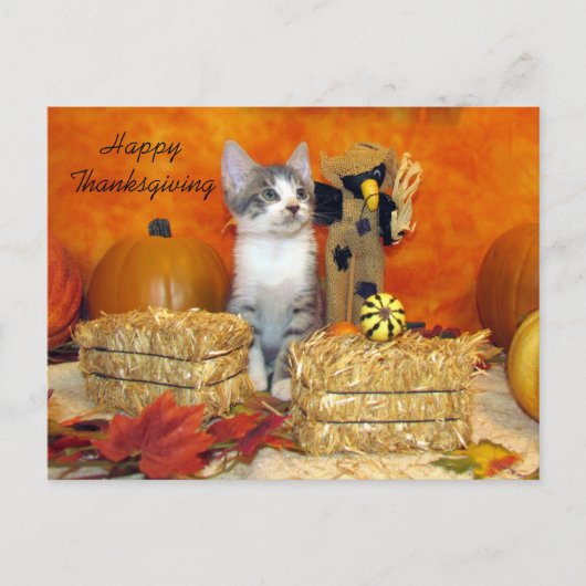 Carte postale Porkchop de poste / Kitten (Devant)