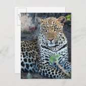 Carte Postale Porsitting de Close up leopard (Devant / Derrière)