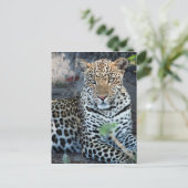 Carte Postale Porsitting de Close up leopard (Debout devant)