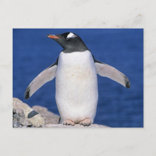 Carte Postale Port Gentoo Penguin Pygoscelis papua)