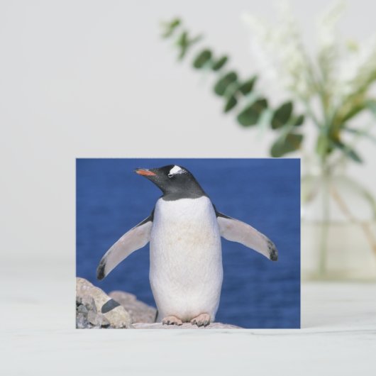 Carte Postale Port Gentoo Penguin Pygoscelis papua) (Debout devant)