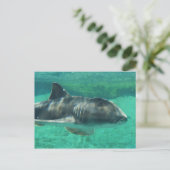 Carte Postale Port Jackson Shark (Debout devant)