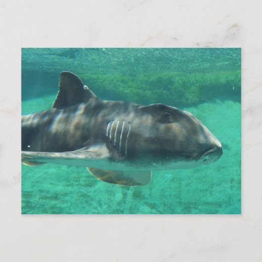 Carte Postale Port Jackson Shark (Devant)