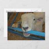 Carte Postale Porte à mâcher du mouton (Devant / Derrière)