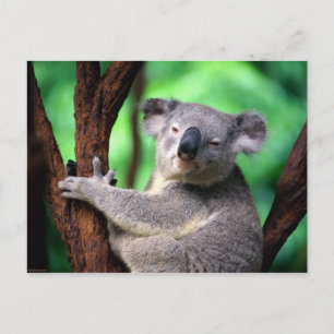 Carte Postale Porte-carte postale Koala