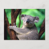 Carte Postale Porte-carte postale Koala (Devant)