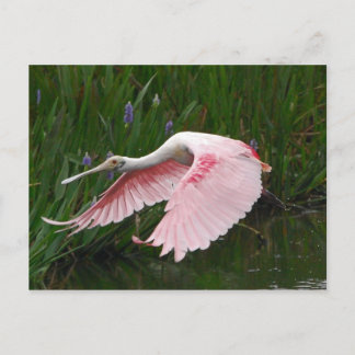 Carte Postale Porte-feuille Roseate