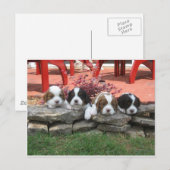 Carte Postale Portée de Cavalier King Charles Spaniel (Devant / Derrière)