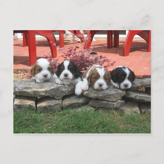 Carte Postale Portée de Cavalier King Charles Spaniel (Devant)