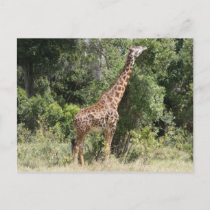 Carte Postale portée de girafe