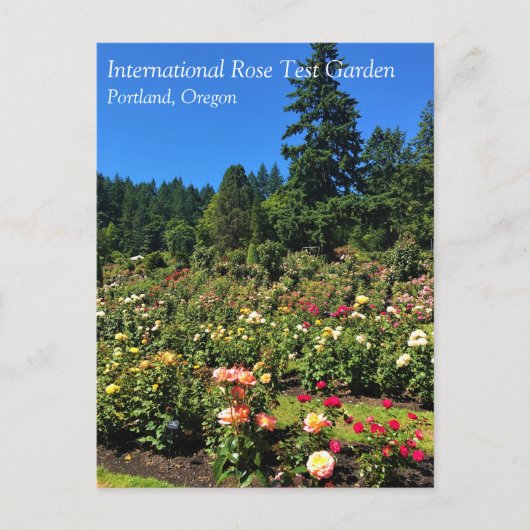 Carte Postale Portland Rose Garden (Devant)