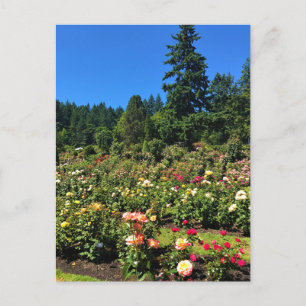 Carte Postale Portland Rose Garden