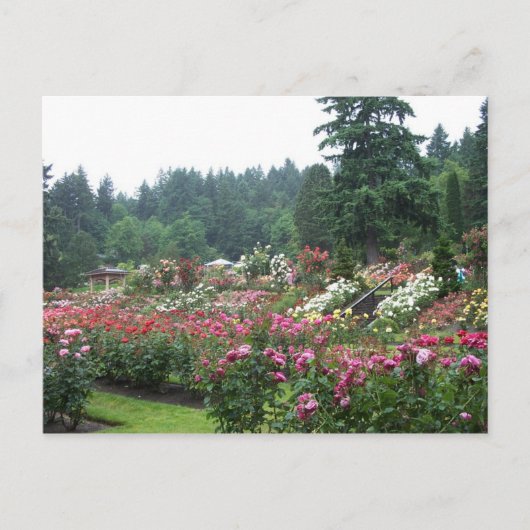 Carte Postale Portland Rose Garden. (Devant)