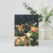 Carte Postale Portland Rose Garden (Debout devant)