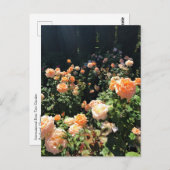 Carte Postale Portland Rose Garden (Devant / Derrière)