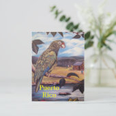 Carte postale Porto Rico (Debout devant)