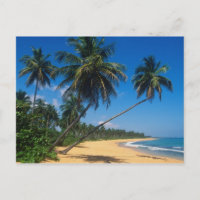 Porto Rico, Isla Verde, palmiers.