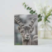 Carte Postale Portrait alpin ibex (Debout devant)