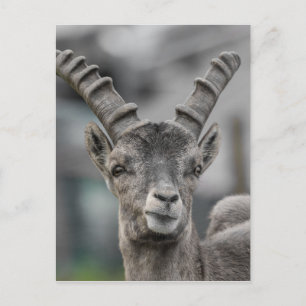 Carte Postale Portrait alpin ibex