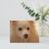 Carte Postale Portrait américain Eskimo Chien (Debout devant)