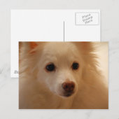 Carte Postale Portrait américain Eskimo Chien (Devant / Derrière)