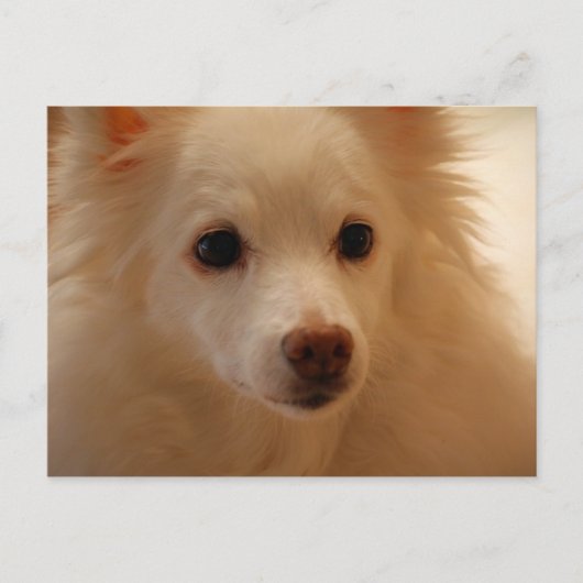 Carte Postale Portrait américain Eskimo Chien (Devant)