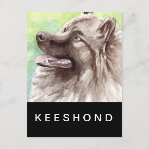Carte Postale Portrait aquarelle de Keeshond