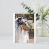 Carte Postale Portrait bleu Merle Collie (Debout devant)