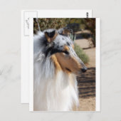 Carte Postale Portrait bleu Merle Collie (Devant / Derrière)