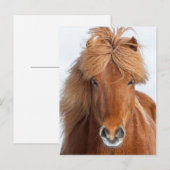 Carte Postale Portrait Brown islandais du cheval (Devant / Derrière)