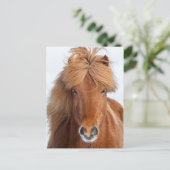 Carte Postale Portrait Brown islandais du cheval (Debout devant)
