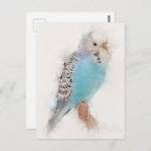 Carte Postale Portrait Budgie bleu (Devant / Derrière)