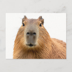 Carte Postale Portrait Capybara de gros plan