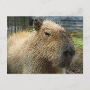 Carte Postale Portrait Capybara Relaxant