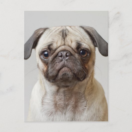 Carte Postale Portrait Carlin (Devant)