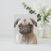 Carte Postale Portrait Carlin (Debout devant)