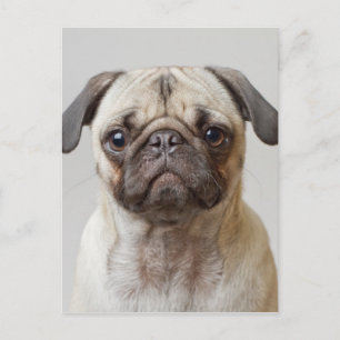 Carte Postale Portrait Carlin