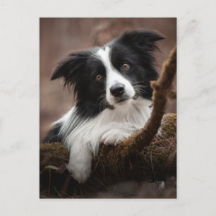 Carte Postale Portrait Collie Bordure Étonnant