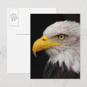Carte Postale Portrait d'aigle (Devant / Derrière)